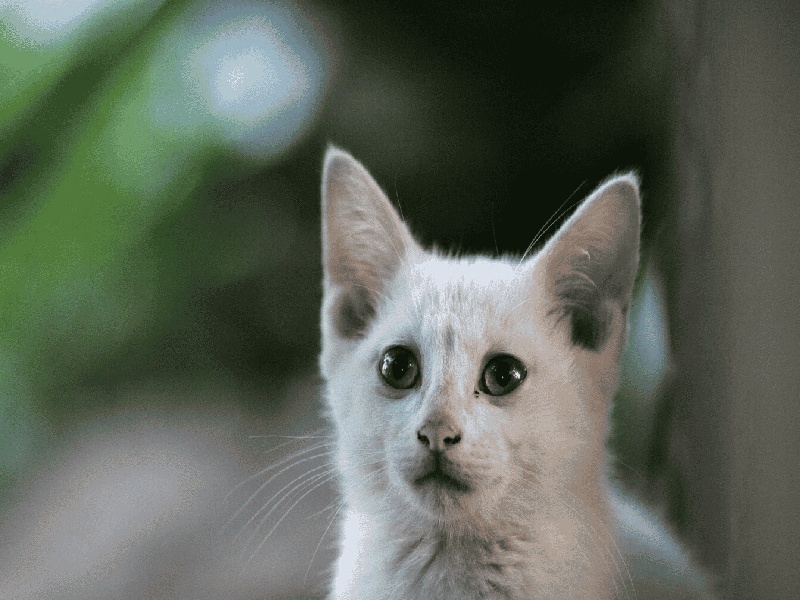 试管怀孕步骤流程（试管方案夜针）——